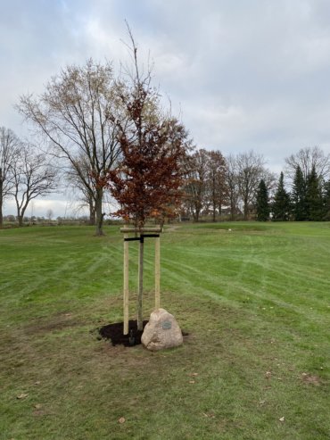 Blutbuche in Gedenken an verstorbenen Greenkeeper gepflanzt